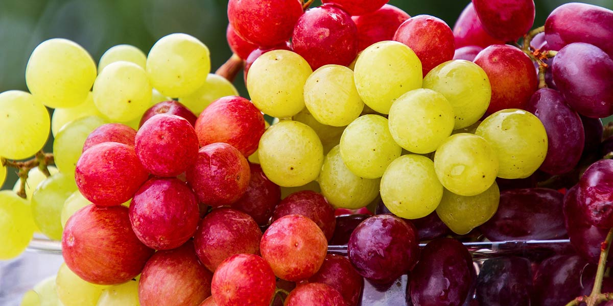 Previsioni positive per l’export di uva andina